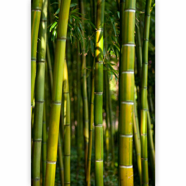 Wall Mural Orient - Forest Plant Motif with Bamboo in the Sun and Blurred Background 61450 additionalImage 1