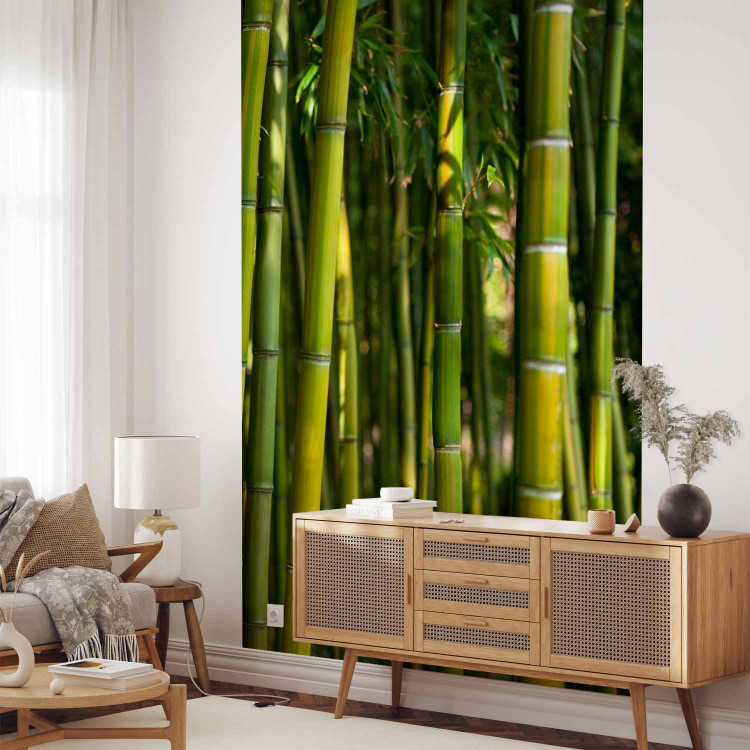 Wall Mural Orient - Forest Plant Motif with Bamboo in the Sun and Blurred Background 61450