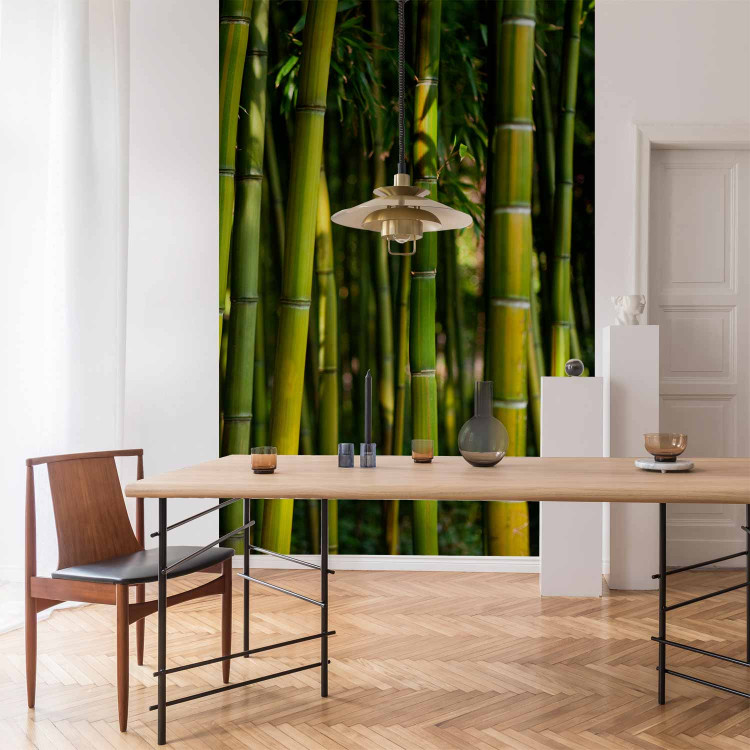 Wall Mural Orient - Forest Plant Motif with Bamboo in the Sun and Blurred Background 61450 additionalImage 4