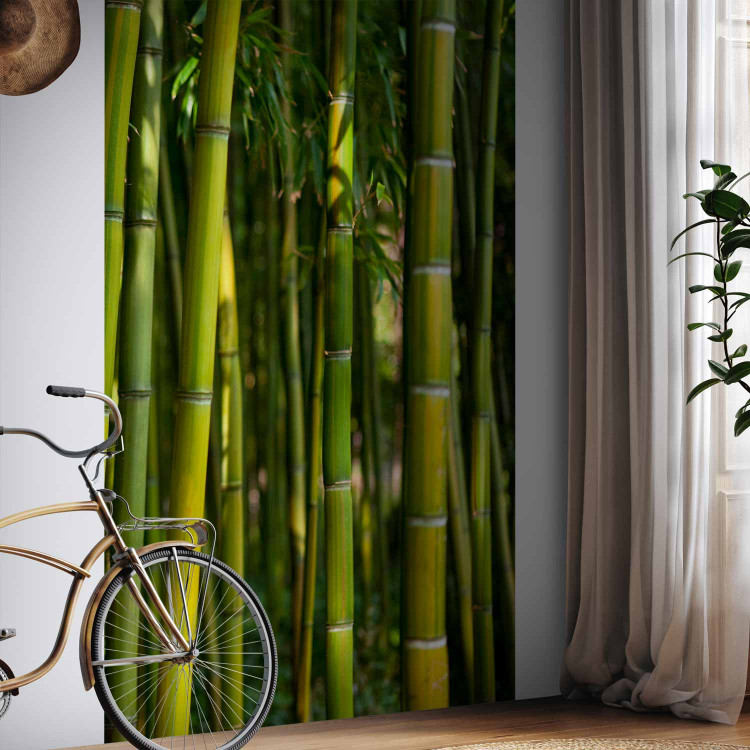 Wall Mural Orient - Forest Plant Motif with Bamboo in the Sun and Blurred Background 61450 additionalImage 7