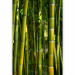Wall Mural Orient - Forest Plant Motif with Bamboo in the Sun and Blurred Background 61450 additionalThumb 5