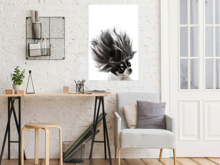 Poster Chihuahua - funny small dog with a fluffy mane on white background 114960 additionalImage 23