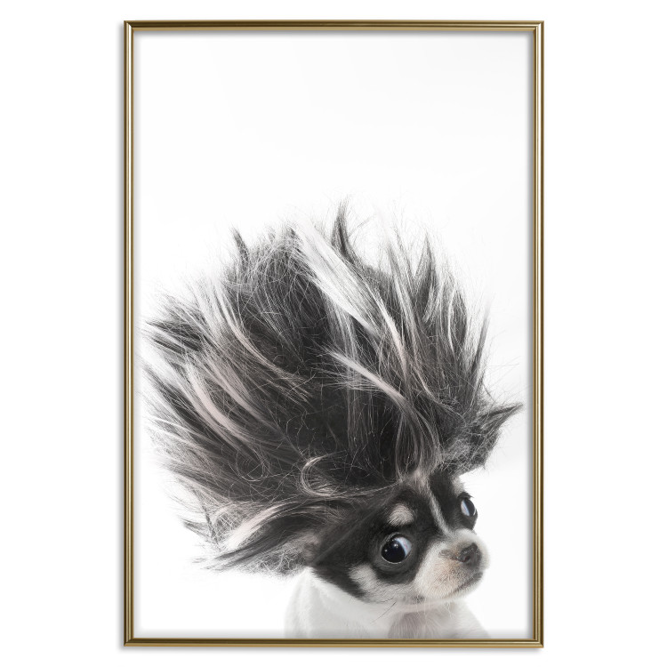 Poster Chihuahua - funny small dog with a fluffy mane on white background 114960 additionalImage 20