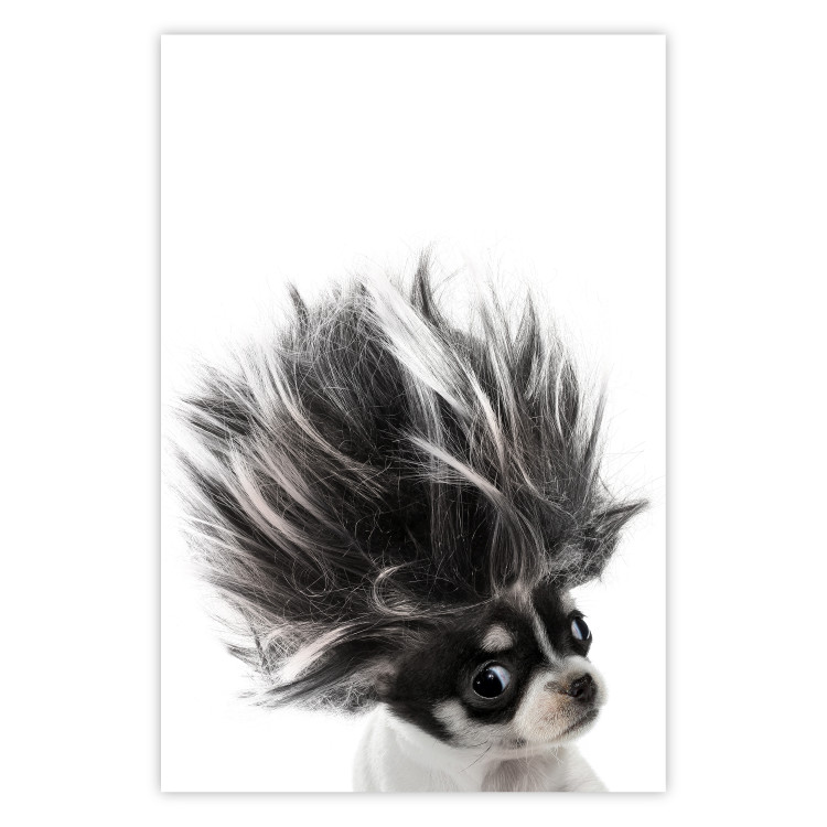 Poster Chihuahua - funny small dog with a fluffy mane on white background 114960