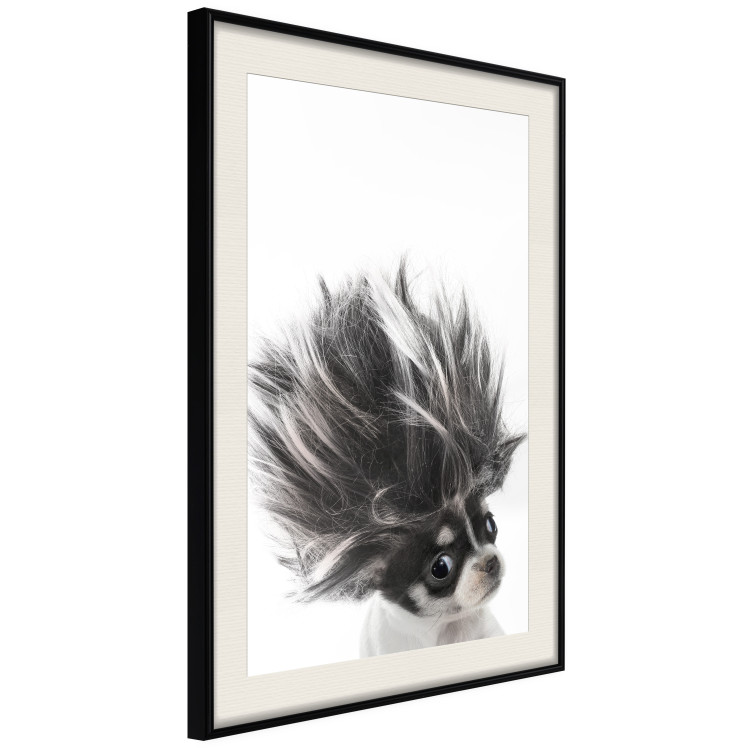 Poster Chihuahua - funny small dog with a fluffy mane on white background 114960 additionalImage 3