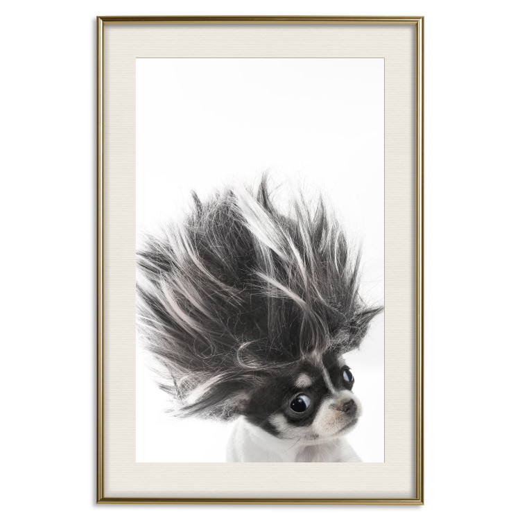Poster Chihuahua - funny small dog with a fluffy mane on white background 114960 additionalImage 19