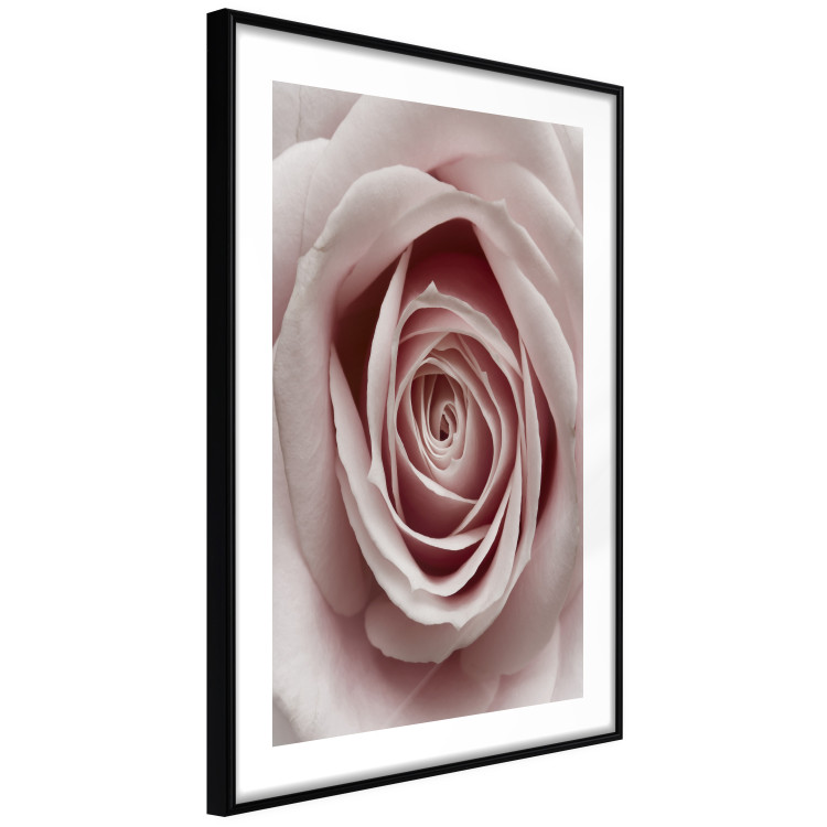 Wall Poster Pastel Rose - composition with a flower with delicate pink petals 117160 additionalImage 11