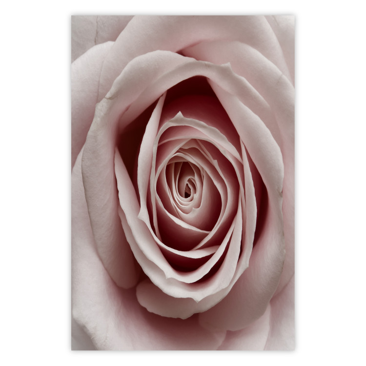 Wall Poster Pastel Rose - composition with a flower with delicate pink petals 117160