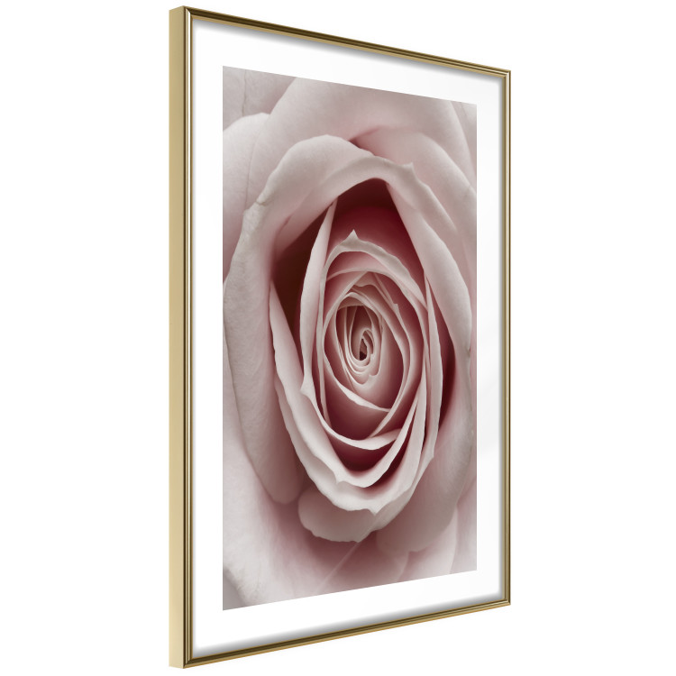 Wall Poster Pastel Rose - composition with a flower with delicate pink petals 117160 additionalImage 6