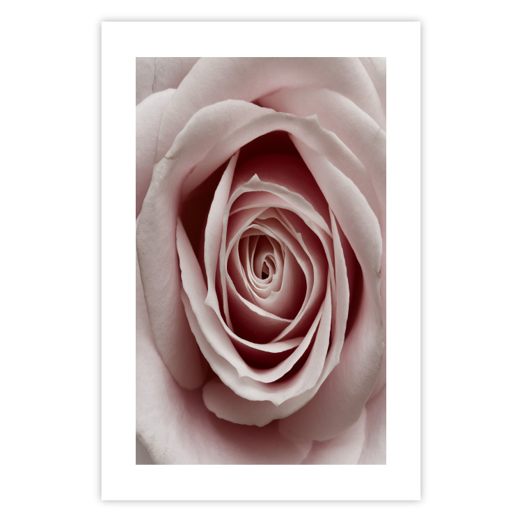 Wall Poster Pastel Rose - composition with a flower with delicate pink petals 117160 additionalImage 19