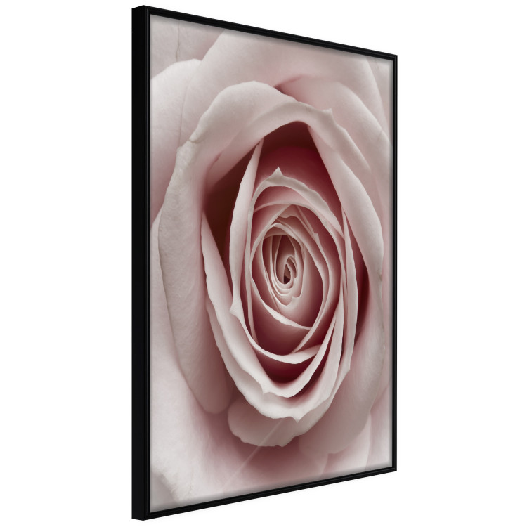 Wall Poster Pastel Rose - composition with a flower with delicate pink petals 117160 additionalImage 12