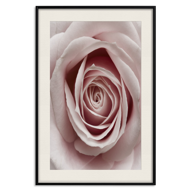 Wall Poster Pastel Rose - composition with a flower with delicate pink petals 117160 additionalImage 18