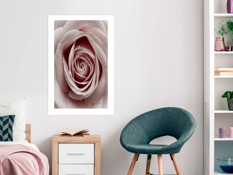 Wall Poster Pastel Rose - composition with a flower with delicate pink petals 117160 additionalImage 4