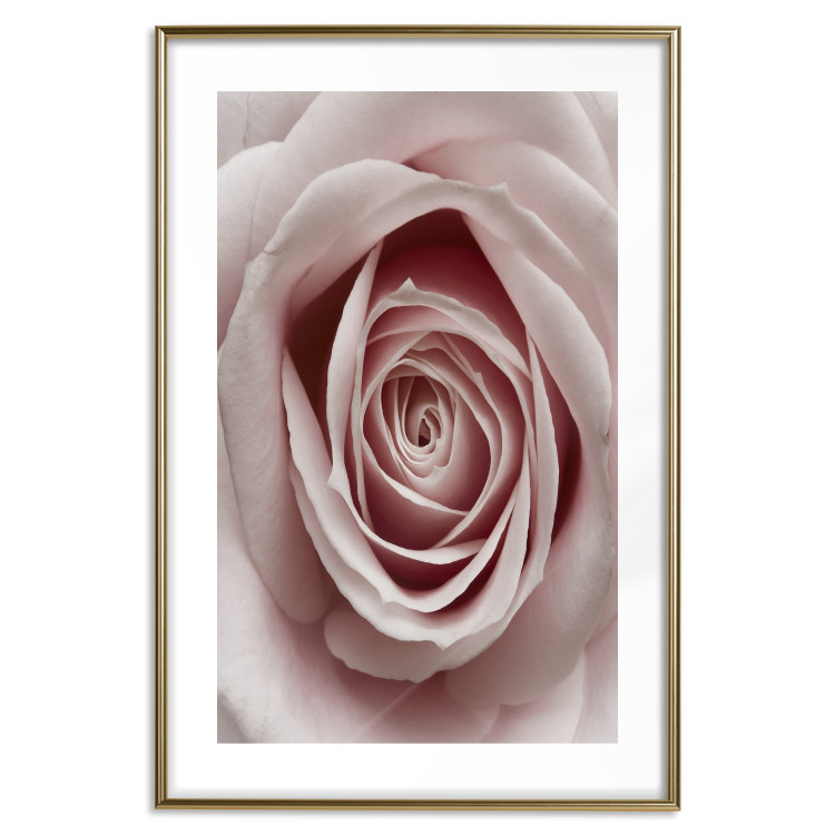 Wall Poster Pastel Rose - composition with a flower with delicate pink petals 117160 additionalImage 14