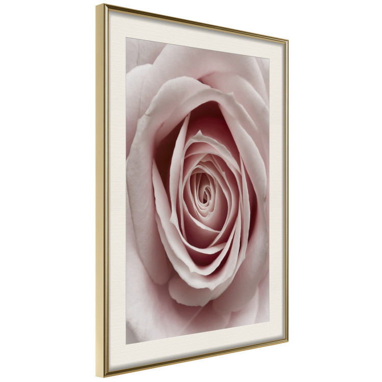 Wall Poster Pastel Rose - composition with a flower with delicate pink petals 117160 additionalImage 2