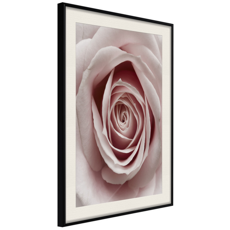 Wall Poster Pastel Rose - composition with a flower with delicate pink petals 117160 additionalImage 3