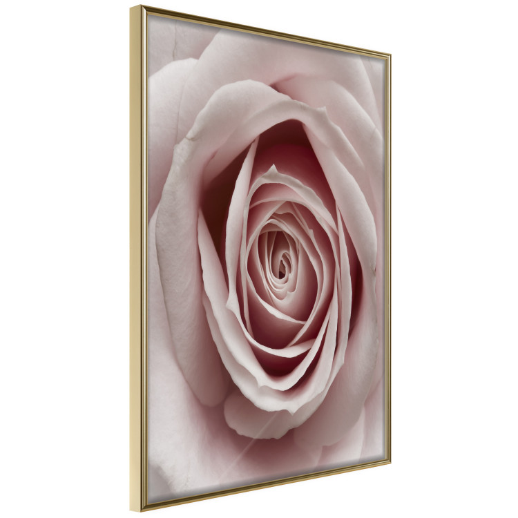 Wall Poster Pastel Rose - composition with a flower with delicate pink petals 117160 additionalImage 12