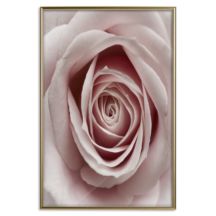Wall Poster Pastel Rose - composition with a flower with delicate pink petals 117160 additionalImage 20
