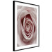Wall Poster Pastel Rose - composition with a flower with delicate pink petals 117160 additionalThumb 13