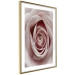 Wall Poster Pastel Rose - composition with a flower with delicate pink petals 117160 additionalThumb 6