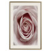 Wall Poster Pastel Rose - composition with a flower with delicate pink petals 117160 additionalThumb 19