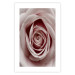 Wall Poster Pastel Rose - composition with a flower with delicate pink petals 117160 additionalThumb 25