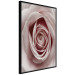 Wall Poster Pastel Rose - composition with a flower with delicate pink petals 117160 additionalThumb 12