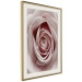 Wall Poster Pastel Rose - composition with a flower with delicate pink petals 117160 additionalThumb 2