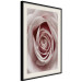 Wall Poster Pastel Rose - composition with a flower with delicate pink petals 117160 additionalThumb 3