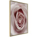 Wall Poster Pastel Rose - composition with a flower with delicate pink petals 117160 additionalThumb 12