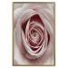 Wall Poster Pastel Rose - composition with a flower with delicate pink petals 117160 additionalThumb 20