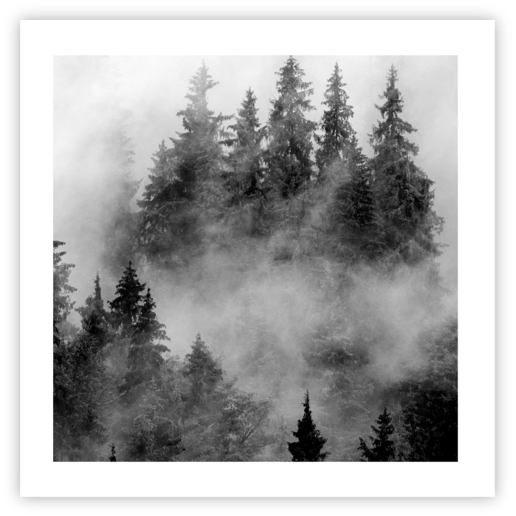 Poster Black Forest - black and white landscape of forest trees amidst dense fog 120460 additionalImage 19