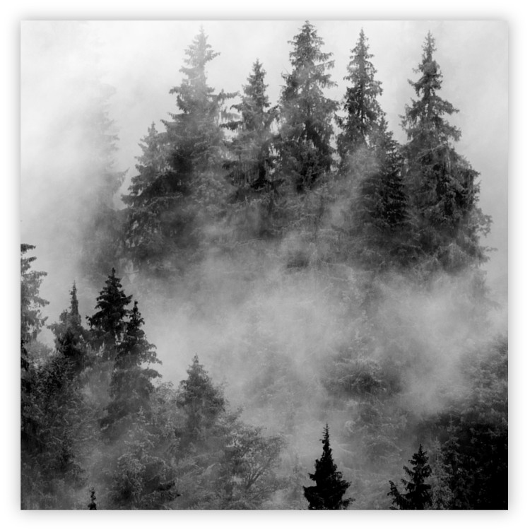 Poster Black Forest - black and white landscape of forest trees amidst dense fog 120460