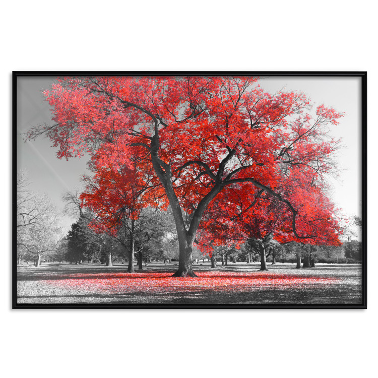 Wall Poster Autumn in the Park (Red) - gray tree landscape with red leaves 122760 additionalImage 18