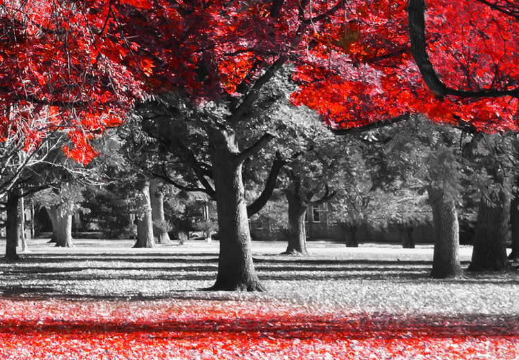 Wall Poster Autumn in the Park (Red) - gray tree landscape with red leaves 122760 additionalImage 8