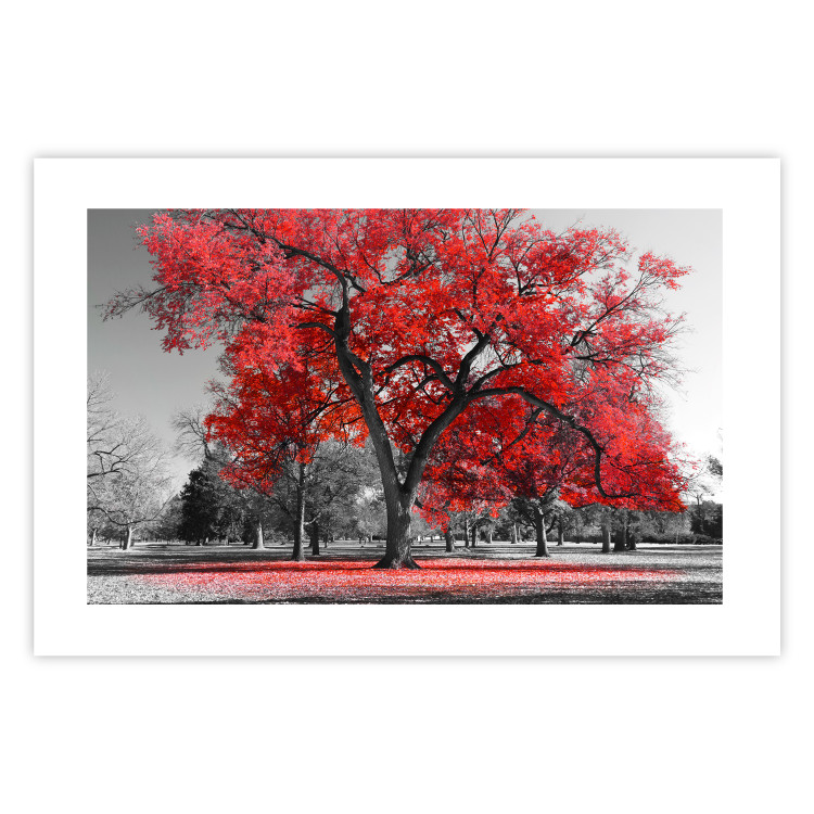 Wall Poster Autumn in the Park (Red) - gray tree landscape with red leaves 122760 additionalImage 19