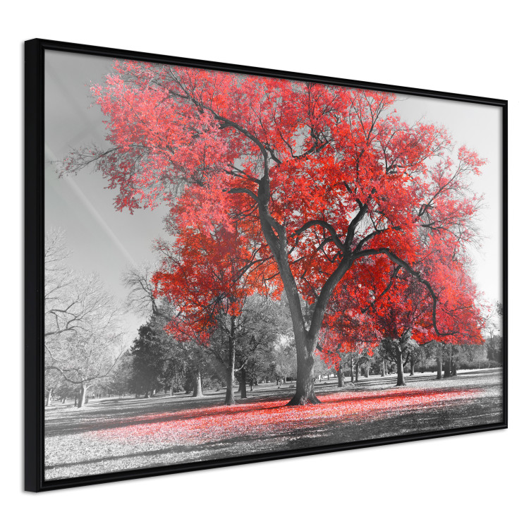 Wall Poster Autumn in the Park (Red) - gray tree landscape with red leaves 122760 additionalImage 10