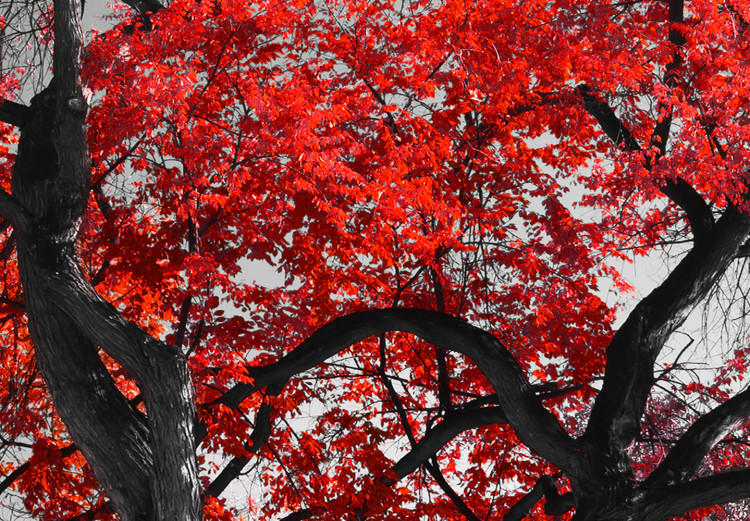 Wall Poster Autumn in the Park (Red) - gray tree landscape with red leaves 122760 additionalImage 9