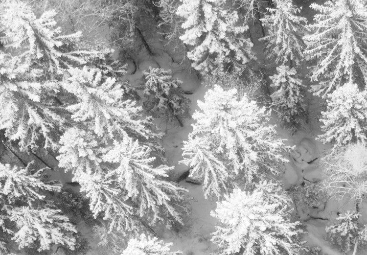 Canvas Art Print Bird's eye winter forest view - black and white winter landscape photo 123360 additionalImage 4