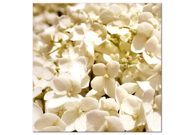 Canvas Spring flowers - a photograph of tiny flowers in white colour 123460