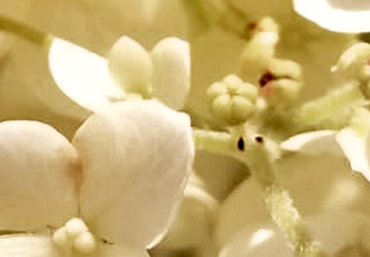Canvas Spring flowers - a photograph of tiny flowers in white colour 123460 additionalImage 5