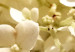 Canvas Spring flowers - a photograph of tiny flowers in white colour 123460 additionalThumb 5