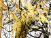 Canvas White Forest (3-piece) - abstraction with gold and black splatters 46660 additionalThumb 2