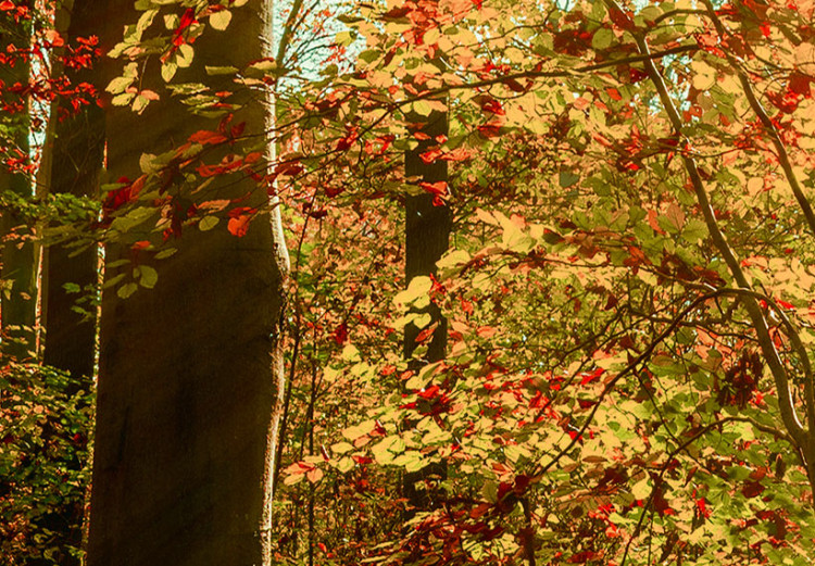 Canvas Autumn Wilderness 88660 additionalImage 5