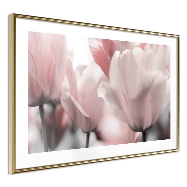 Poster Fairy Tulips - composition with spring flowers in light pink color 117170 additionalImage 6