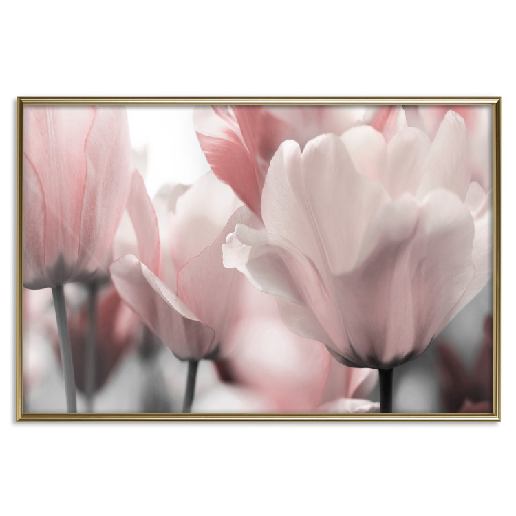 Poster Fairy Tulips - composition with spring flowers in light pink color 117170 additionalImage 17