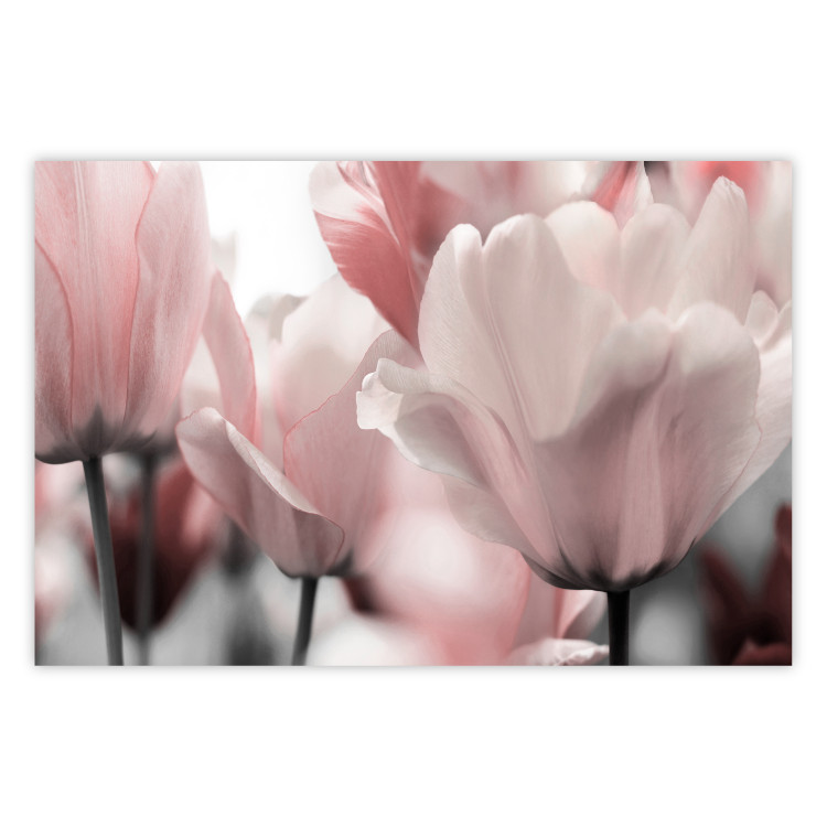 Poster Fairy Tulips - composition with spring flowers in light pink color 117170