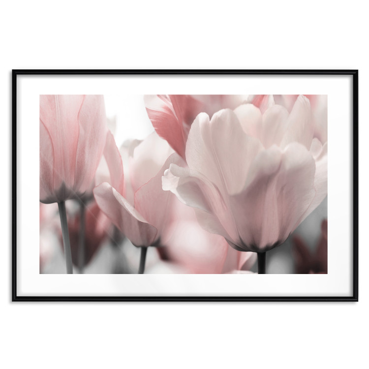 Poster Fairy Tulips - composition with spring flowers in light pink color 117170 additionalImage 15