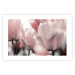 Poster Fairy Tulips - composition with spring flowers in light pink color 117170 additionalThumb 18