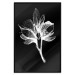 Wall Poster Night Flower - black and white composition with a delicate plant motif 119270 additionalThumb 16